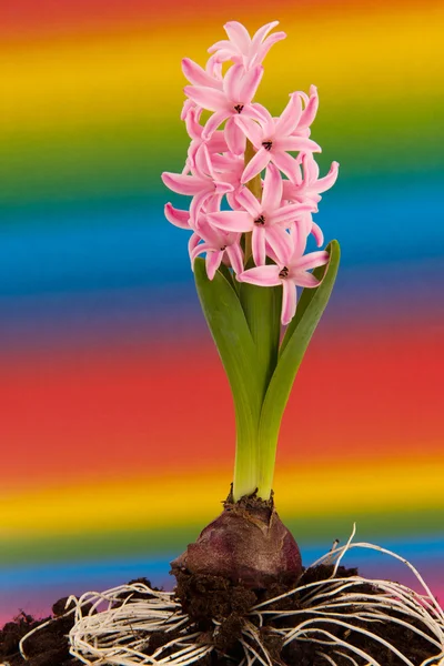Różowy Hiacynt na tle tęczy — Zdjęcie stockowe