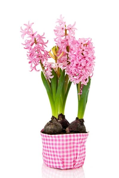 Růžový hyacinty — Stock fotografie
