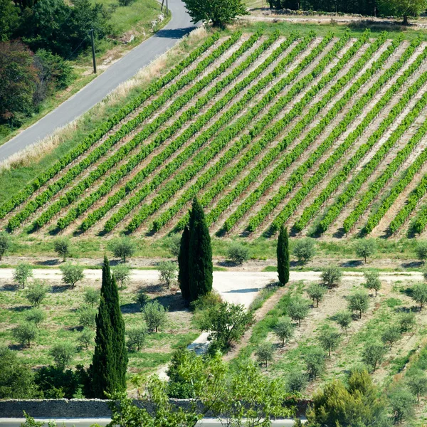 Wijngaard in Frankrijk — Stockfoto