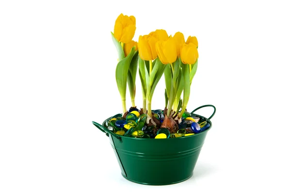 Желтые тюльпаны в зеленой банке — стоковое фото
