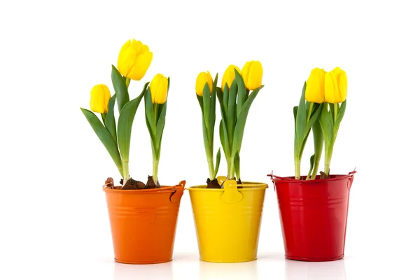 Yellow tulips in colorful pots — Stock Photo, Image