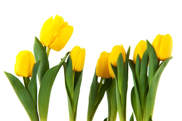 Sárga tulipán — Stock Fotó