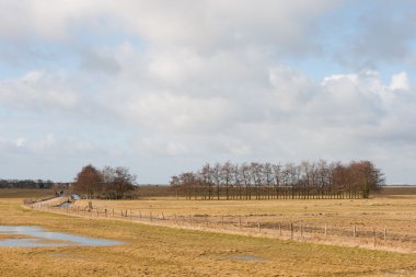 marken yakınındaki Hollanda polder