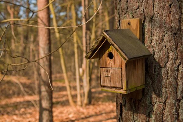 Птичий домик в лесу — стоковое фото