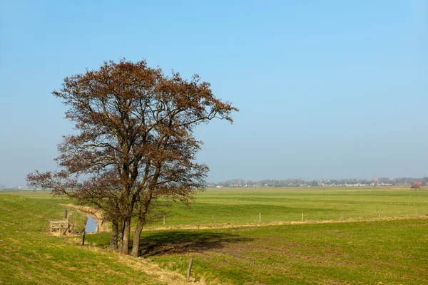 Holenderski pejzaż z drzewa na wiosnę — Zdjęcie stockowe