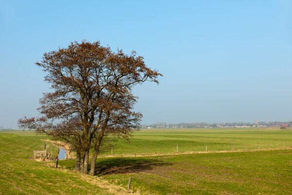 Dutch landscape with tree in spring