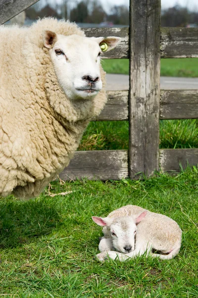 Witte schapen met lamp — Stockfoto