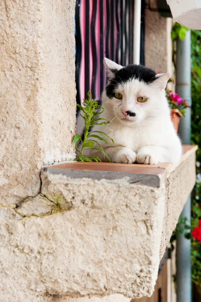 Weiß mit schwarzer Katze im Freien — Stockfoto