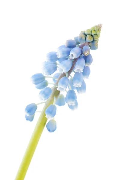 Jacintos de uva azul — Fotografia de Stock