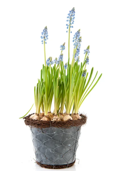 Flower pot modrý hrozen hyacinty — Stock fotografie