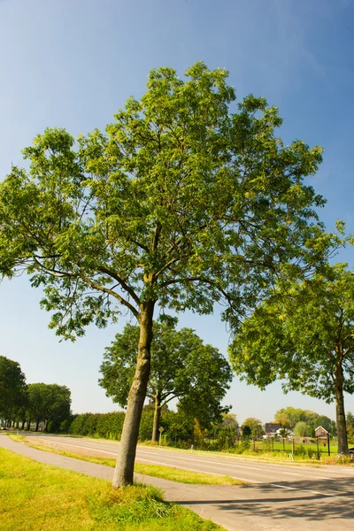 Landskap med träd i sommar — Stockfoto