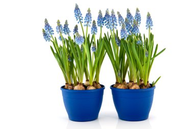 Blue Grape Hyacinths clipart