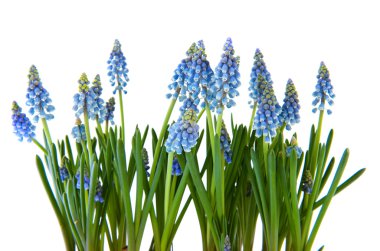 Blue Grape Hyacinths clipart