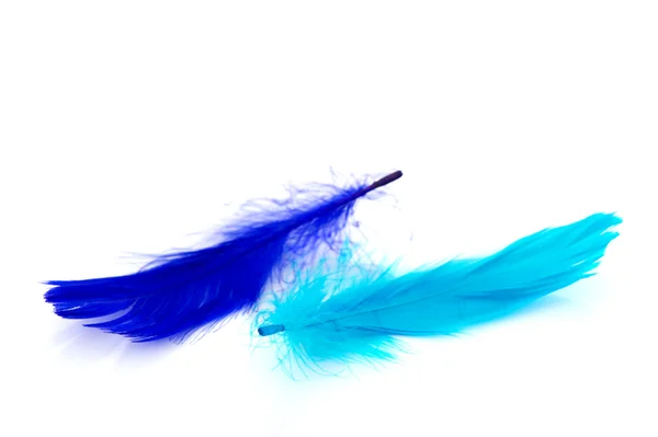 两个蓝色羽毛 — 图库照片