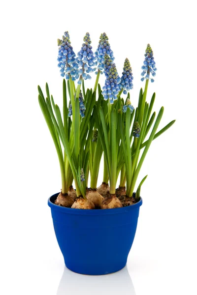 Modrý hrozen hyacinty — Stock fotografie