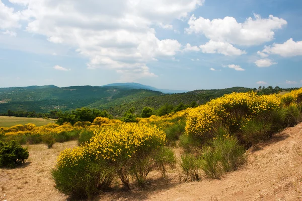 Blooming Broom in landscape — Stock Photo, Image
