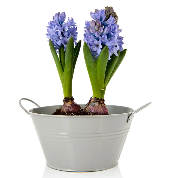 Blå hyacinter i grå hink — Stockfoto