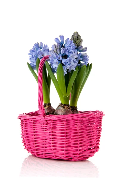 Blue Hyacinths in pink basket — Stock Photo, Image