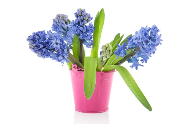 Blauwe hyacinten in roze emmer — Stockfoto