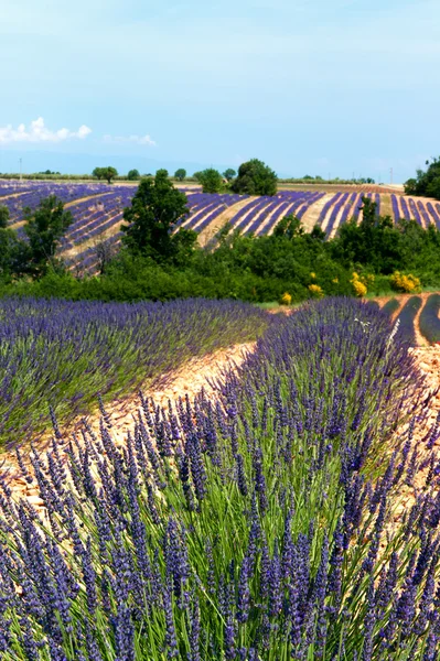 Lavender fields in France — Stock Photo, Image