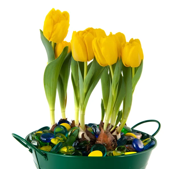 Žluté tulipány v zelené kbelík — Stock fotografie