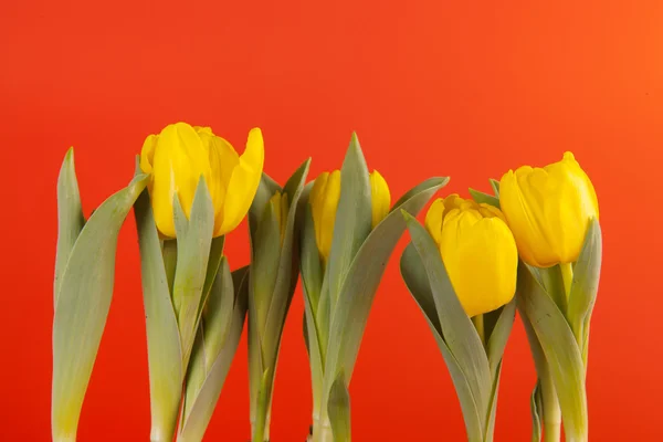 Yellow tulips on orange — Stock Photo, Image