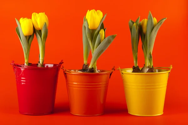 Yellow tulips on orange — Stock Photo, Image