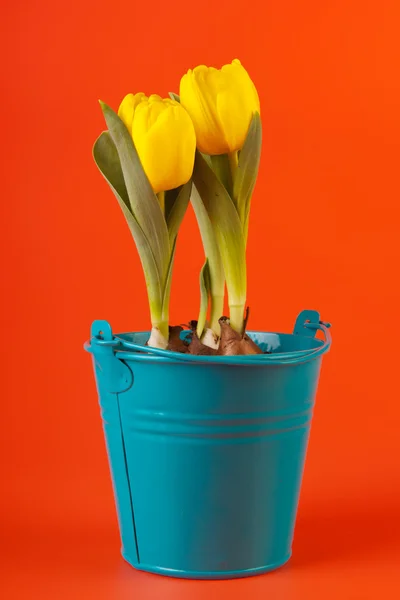 Tulipanes amarillos sobre naranja —  Fotos de Stock