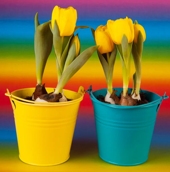Gelbe Tulpen auf Regenbogen — Stockfoto