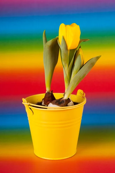 Gele tulpen op regenboog — Stockfoto