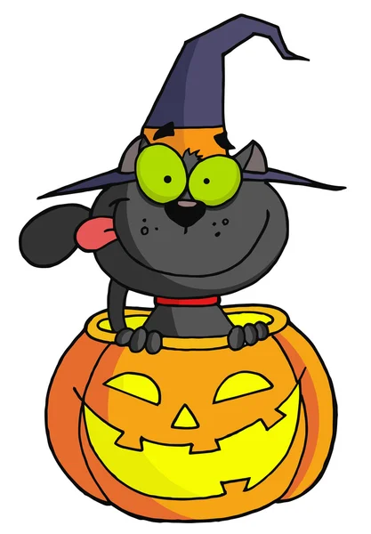Halloween katt — Stockfoto