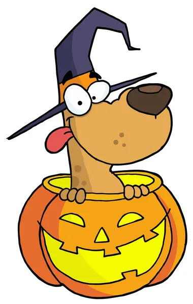 Halloween Dog — Stock Photo, Image