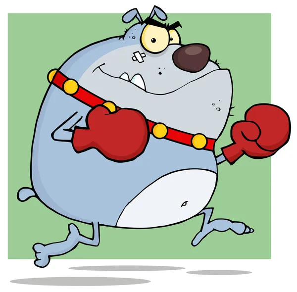 Gray Bulldog Boxer — Stock Photo, Image