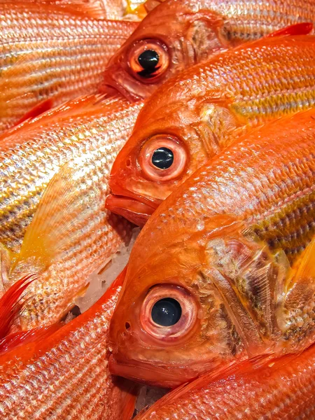Taze balık — Stok fotoğraf