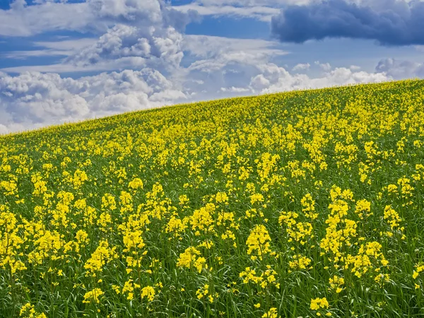 stock image Canola field