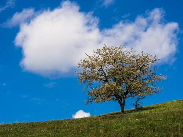 Kiraz ağacı — Stok fotoğraf