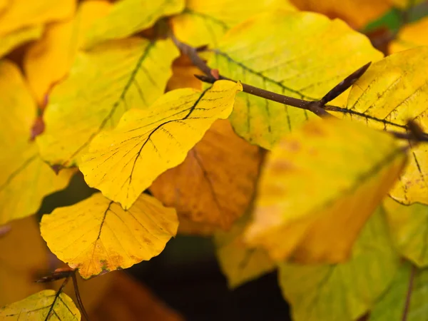 Stock image Leaves