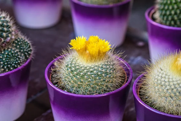 Stock image Cakti in pots