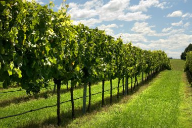 Rows of Grapevines growing in a vineyard clipart