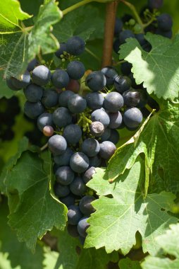 A Bunch of Cabernet Sauvignon Grapes clipart