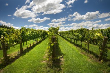 Rows of Grapevines growing in a vineyard clipart