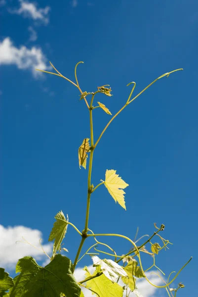 Stock image Leaves and new growth of a Grape Vine