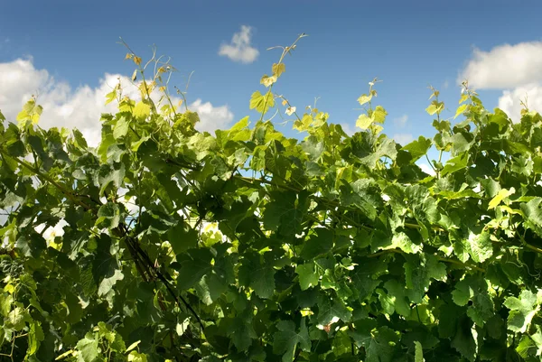 Levelek és új növekedés, a szőlő szőlő — Stock Fotó