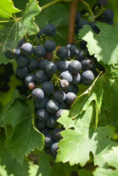 Kilka cabernet sauvignon winogron — Zdjęcie stockowe
