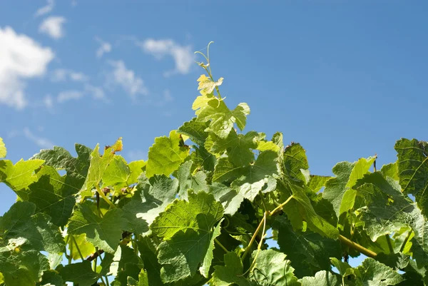 Листя і зростання нових Садженці винограду — стокове фото