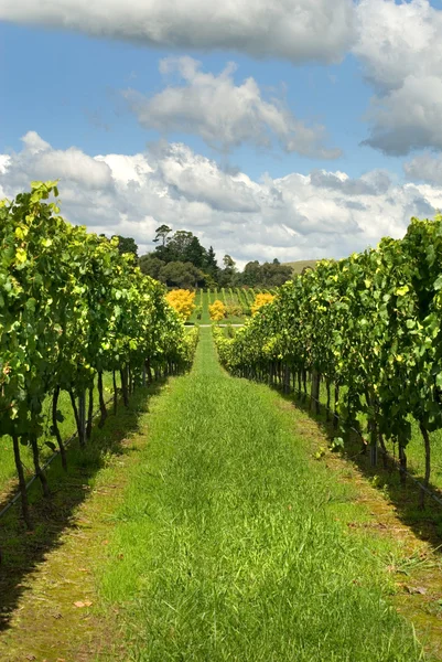 Rader av vinrankor som växer i en vingård — Stockfoto
