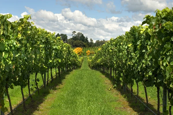 Linhas de Vinhas que crescem em uma vinha — Fotografia de Stock