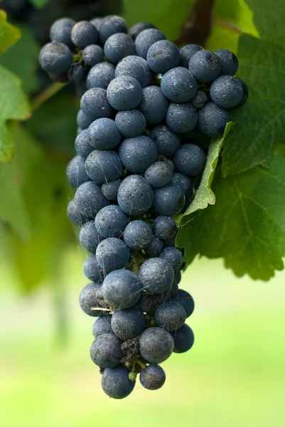 Egy csomó Cabernet Sauvignon szőlő — Stock Fotó