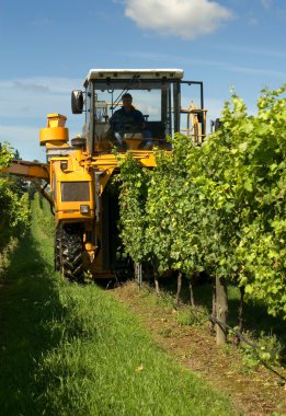 Harvesting Grapes clipart