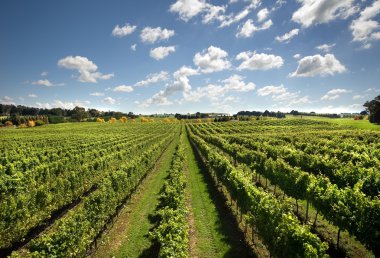 Vineyard Scene clipart